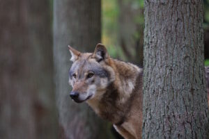 Vortrag Wolfsmonitoring und Schutzstatus Wolf @ Rathaus Langwedel